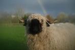 Walliser Schwarznase ooi lammeren en ramlam., Dieren en Toebehoren, Schapen, Geiten en Varkens