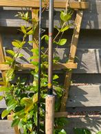 Jan Schreiner long heavy 400cm grafiNox met originele hoes, Watersport en Boten, Ophalen, Gebruikt, Werphengel