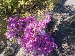 Roze floxen in pot te koop., Ophalen, Lente, Bodembedekkers, Volle zon