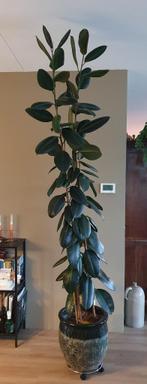 Kamerplant Ficus Robusta (rubberplant) 2m, Huis en Inrichting, Kamerplanten, Ficus, Volle zon, 200 cm of meer, Ophalen