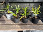 Trachycarpus fortunei, Jonge palmboompjes te koop, Tuin en Terras, Planten | Tuinplanten, Ophalen of Verzenden, Overige soorten