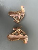 Ongeprepareerde Atlasvlinder, Ophalen of Verzenden, Nieuw, Insect, Overige typen