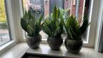 3 potten met planten erin, Ophalen, Zo goed als nieuw, Rond, Minder dan 25 cm