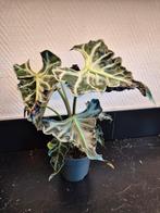 Alocasia loco, Ophalen of Verzenden, Overige soorten, Minder dan 100 cm