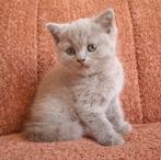Raszuiver Britse korthaar lilac poesje, Dieren en Toebehoren, Katten en Kittens | Raskatten | Korthaar, Poes, Ontwormd