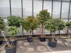 Meerstammige photinia red Robin en elaeagnus, Tuin en Terras, Planten | Bomen, Ophalen, Zomer, Volle zon, Overige soorten
