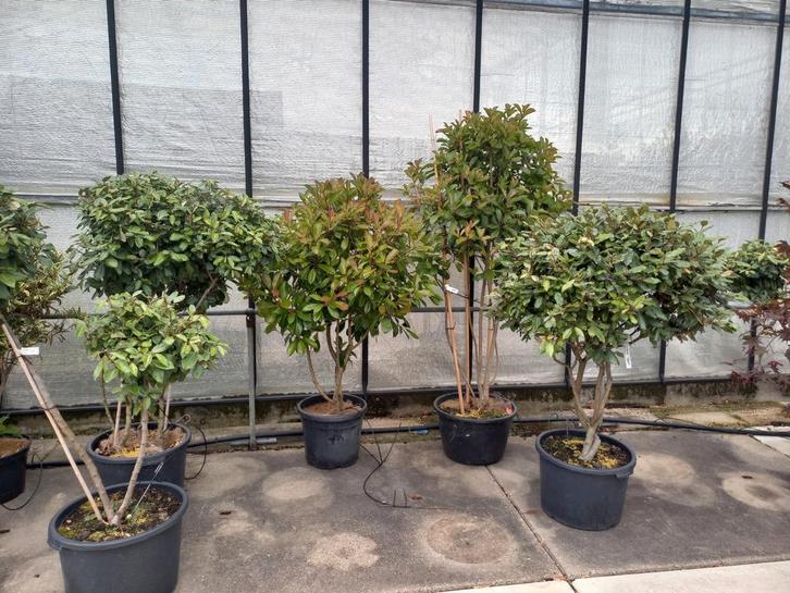 Meerstammige photinia red Robin en elaeagnus, Tuin en Terras, Planten | Bomen, Overige soorten, 100 tot 250 cm, Volle zon, Zomer