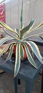 Agave americano grote exemplaren, Ophalen, Volle zon, Overige soorten, 100 tot 250 cm