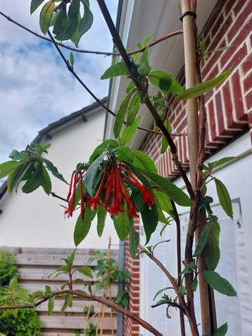 Boliviaanse boomfuchsia beschikbaar voor biedingen