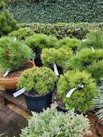 Pinus 50 soorten, Tuin en Terras, Ophalen, Overige soorten, Volle zon