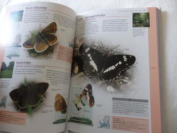 Vlinders & andere Insecten in Nederland beschikbaar voor biedingen