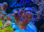 Zeeaquarium koraal koraalstekken buttons, Dieren en Toebehoren, Vissen | Aquariumvissen, Overige typen