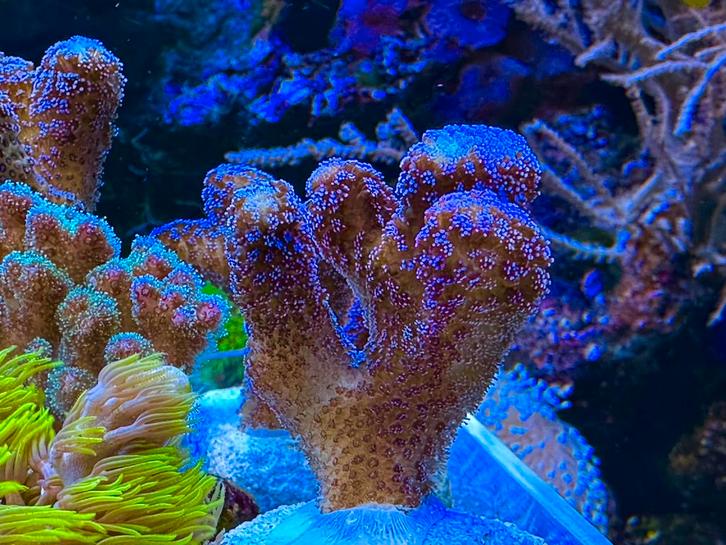 Zeeaquarium koraal koraalstekken buttons, Dieren en Toebehoren, Vissen | Aquariumvissen, Overige typen