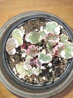 3 soorten saxifraga stolonifera, Huis en Inrichting, Kamerplanten, Overige soorten, Minder dan 100 cm, Ophalen of Verzenden, Halfschaduw