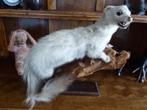 Oude taxidermie : marterachtige, Ophalen of Verzenden