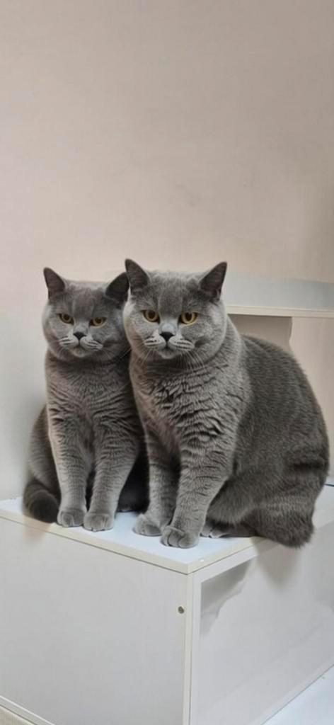 Britse korthaar stamboom, Dieren en Toebehoren, Katten en Kittens | Raskatten | Korthaar, Poes