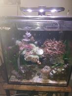 Zeeaquarium alles compleet, Dieren en Toebehoren, Ophalen, Zo goed als nieuw, Gevuld zeewateraquarium