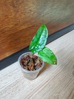 Syngonium steyermarkii plantje/stekje, Ophalen of Verzenden, Halfschaduw, Minder dan 100 cm