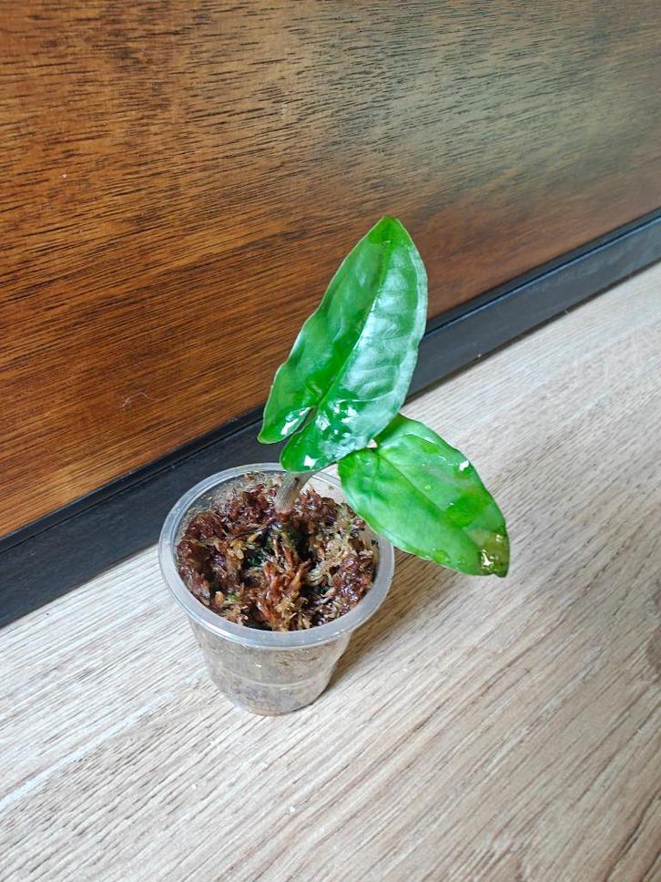 Syngonium steyermarkii plantje/stekje, Huis en Inrichting, Kamerplanten, Minder dan 100 cm, Halfschaduw, Ophalen of Verzenden