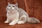 British shorthair male, Dieren en Toebehoren, Katten en Kittens | Raskatten | Korthaar, Poes, Gechipt, 0 tot 2 jaar