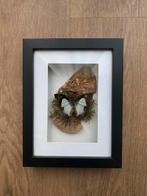 Vlinder in lijst, Ophalen of Verzenden, Zo goed als nieuw, Hout, Minder dan 50 cm