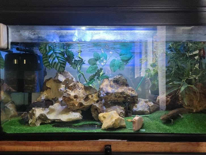 Axolotls  met aquarium, Dieren en Toebehoren, Reptielen en Amfibieën | Toebehoren, Zo goed als nieuw, Ophalen