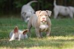American bully pups. 2 teefjes, Overige rassen, CDV (hondenziekte), 8 tot 15 weken, Teef