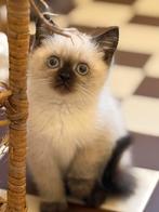 Prachtige Britse korthaar kittens van cattery, Meerdere dieren, Gechipt, 0 tot 2 jaar