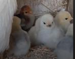Gratis twee Cochin haantjes, Dieren en Toebehoren, Pluimvee, Kip