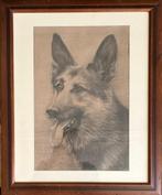 Tekening Herdershond - 1933, Ophalen of Verzenden