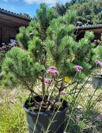 Pinus sylvestris Watereri, Overige soorten, 100 tot 250 cm, Ophalen, Volle zon