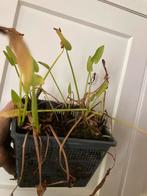 Pontederia cordata  = snoekkruid =moerashyacint, Ophalen of Verzenden, Overige soorten, Volle zon