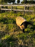 Suffolk ram, Dieren en Toebehoren, Schapen, Geiten en Varkens, Mannelijk, Schaap, 0 tot 2 jaar