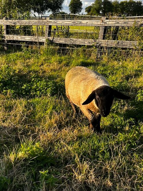 Suffolk ram, Dieren en Toebehoren, Schapen, Geiten en Varkens, Schaap, Mannelijk, 0 tot 2 jaar