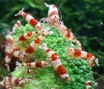 Scherp geprijsde Crystal Red garnalen (PRL) te koop., Dieren en Toebehoren, Vissen | Aquariumvissen, Kreeft, Krab of Garnaal