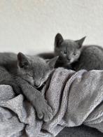 Kittens  blauwe rus, Meerdere dieren, 0 tot 2 jaar, Gechipt