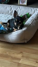 Oppas gezocht, September, Mannelijk