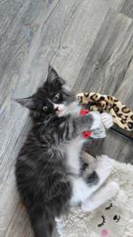 Langharige Main coon / Ragdoll kittens., Dieren en Toebehoren, Katten en Kittens | Raskatten | Langhaar, Ontwormd