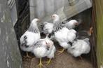 wyandotte columbia zwart, Meerdere dieren, Kip