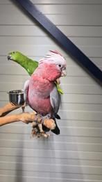 Super tamme Rose Kakatoe, Dieren en Toebehoren, Papegaai, Geringd