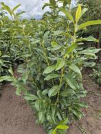 Prunus l. Genolia. Laurier groenblijvende haagplanten, Tuin en Terras, Ophalen of Verzenden, Laurier, 100 tot 250 cm