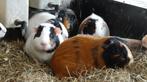 Jonge cavia's | Beertjes en zeugen | Veel keuze, Dieren en Toebehoren, Knaagdieren, Oktober, Meerdere dieren, Cavia