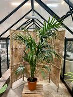 Kentia Palm 220 cm