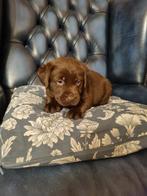 Bruine labrador pups, Reu, CDV (hondenziekte), 8 tot 15 weken, Labrador retriever