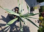 Agave groot, Ophalen, Bloeit niet, Overige soorten, Volle zon
