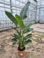 Strelitzia augusta, Huis en Inrichting, Kamerplanten, Ophalen, Halfschaduw, 150 tot 200 cm