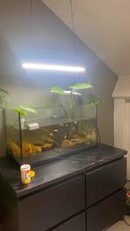 Aquarium Juwel 150 liter met toebehoren, Dieren en Toebehoren, Vissen | Aquaria en Toebehoren, Gebruikt, Ophalen of Verzenden