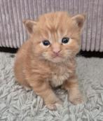 Main coon kittens te koop (katers), Dieren en Toebehoren, Katten en Kittens | Raskatten | Langhaar, Kater