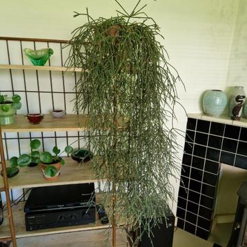 grote Rhipsalis 1.25m beschikbaar voor biedingen