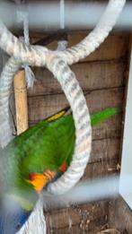 2 jongen lori van de blauwe bergen te koop. Moeten weg, Dieren en Toebehoren, Vogels | Parkieten en Papegaaien, Meerdere dieren